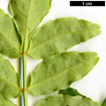 SpeciesSub: f. brevispinosum